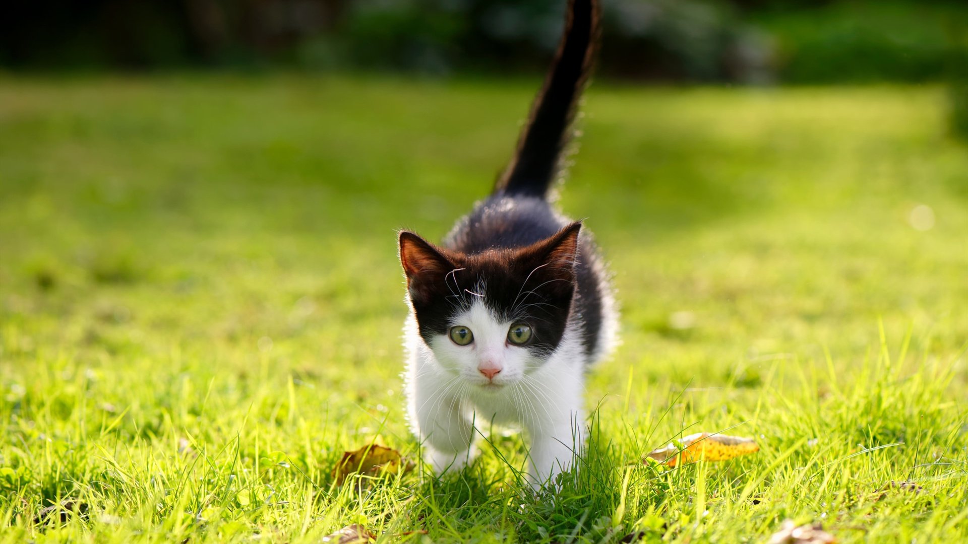 2026世界杯焦点战启示录,当开拓者打穿马刺,足球与篮球的战术镜像