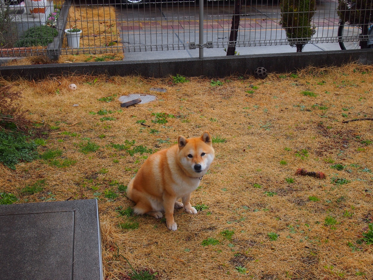 绿茵交响诗,当格纳布里的节奏遇见巴西的狂潮