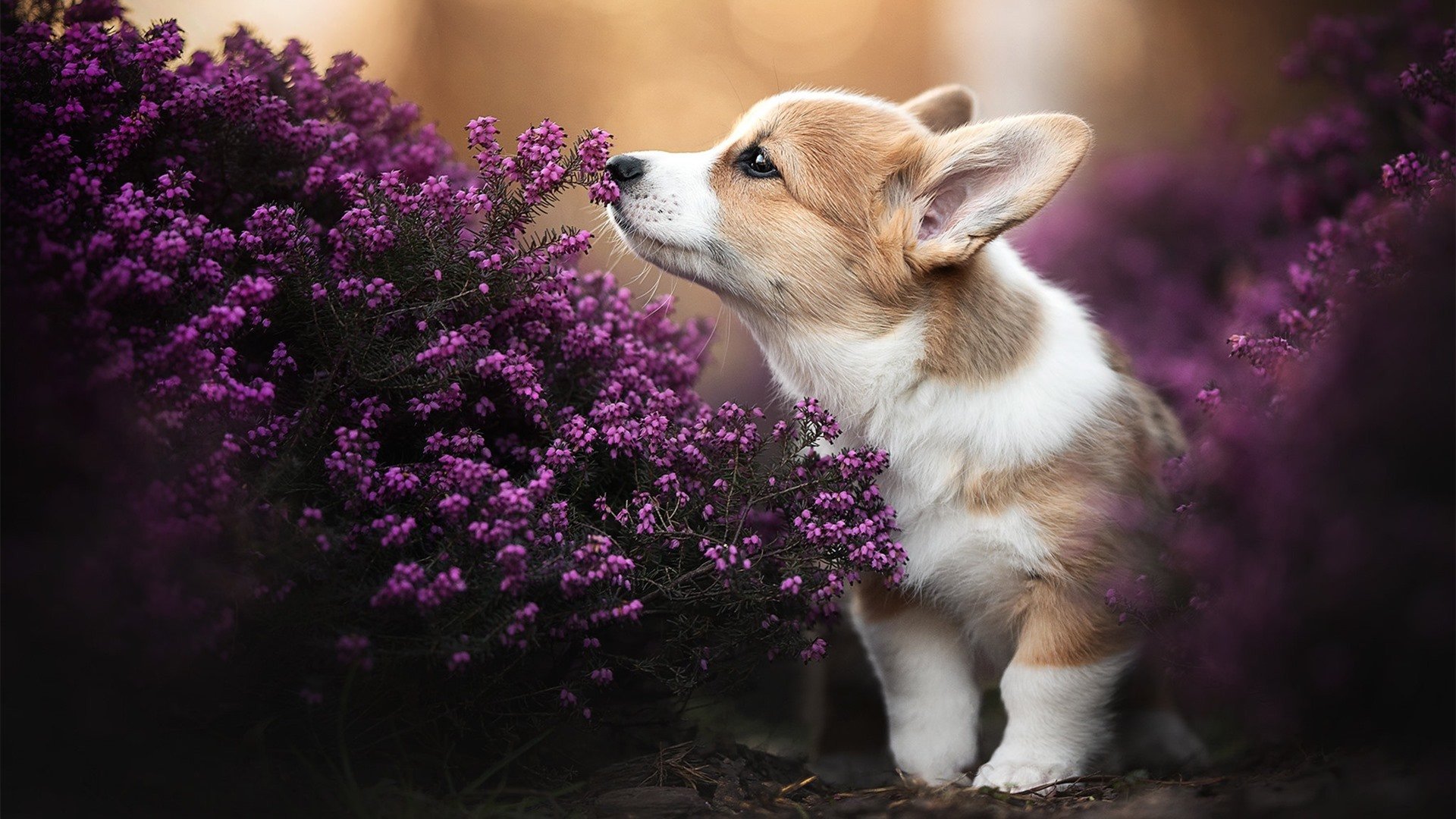 华丽独舞,卡拉斯科一个人的战争,突尼斯如何斩落南美劲旅哥伦比亚