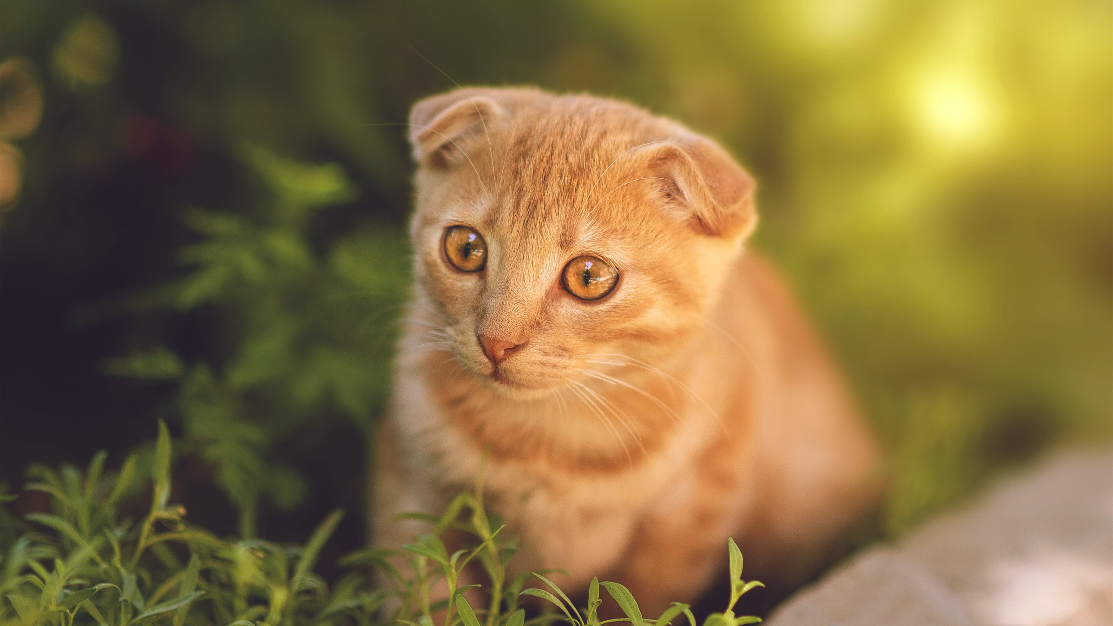 开云体育APP下载-双面铁壁，罗德里进攻端无人可挡，伊朗防守锁死墨西哥